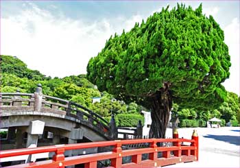 ビャクシン