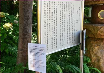 ハマユウの